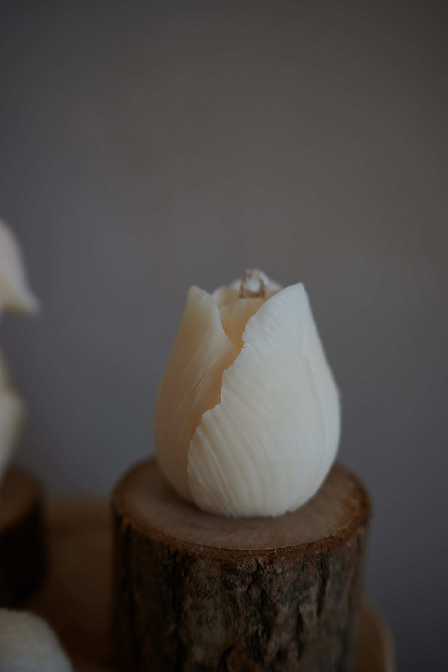 Tulipe