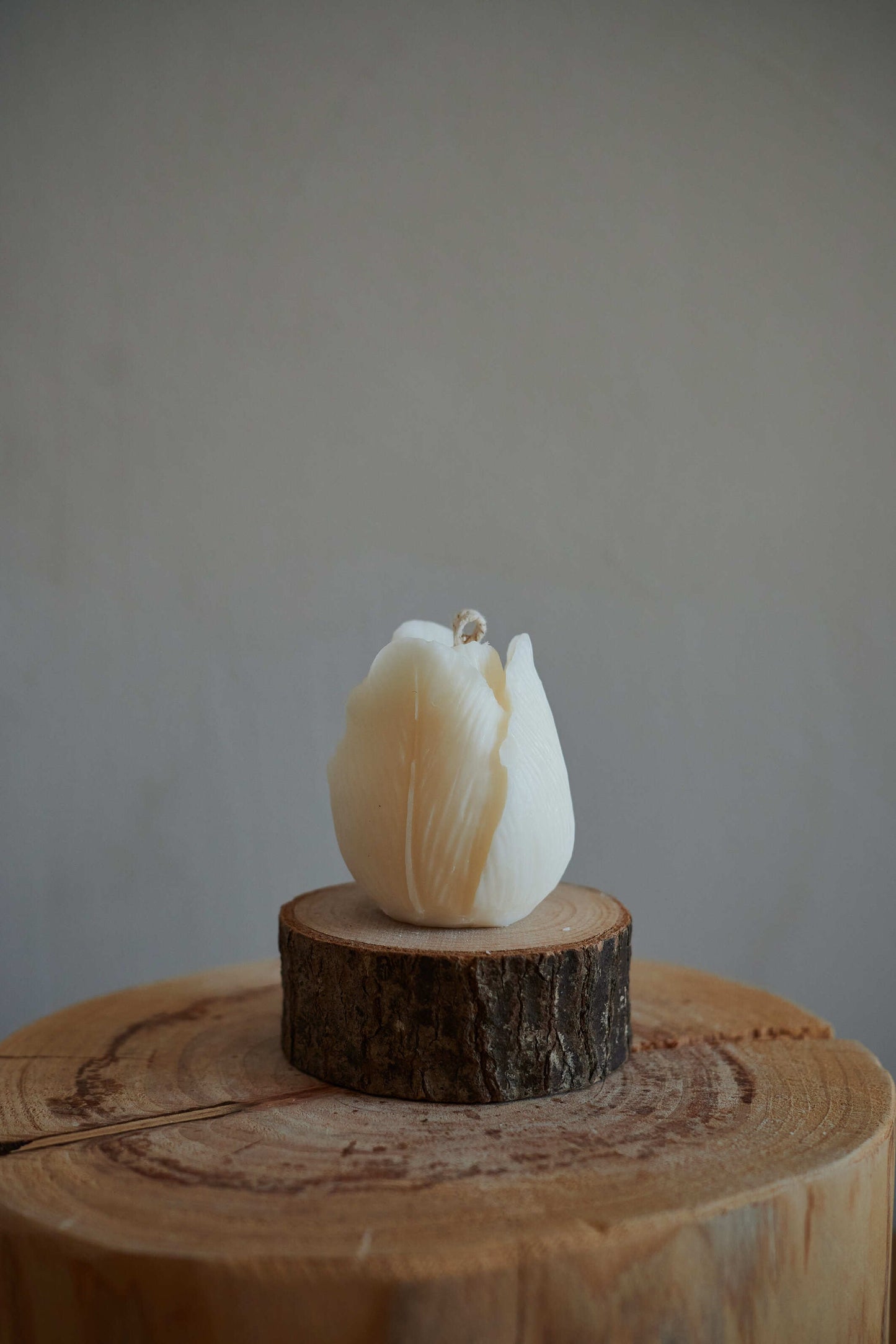 Tulipe