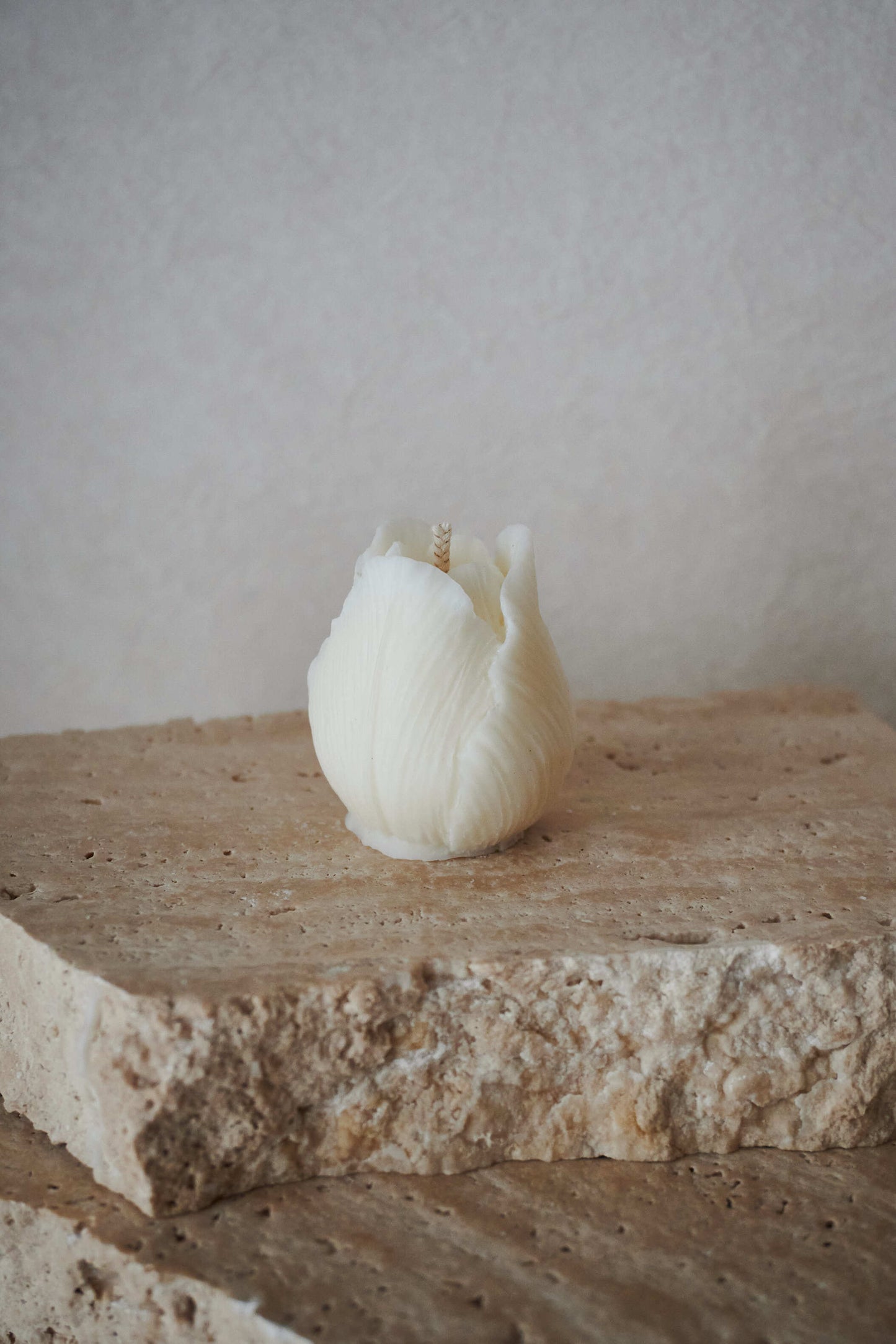 Tulipe
