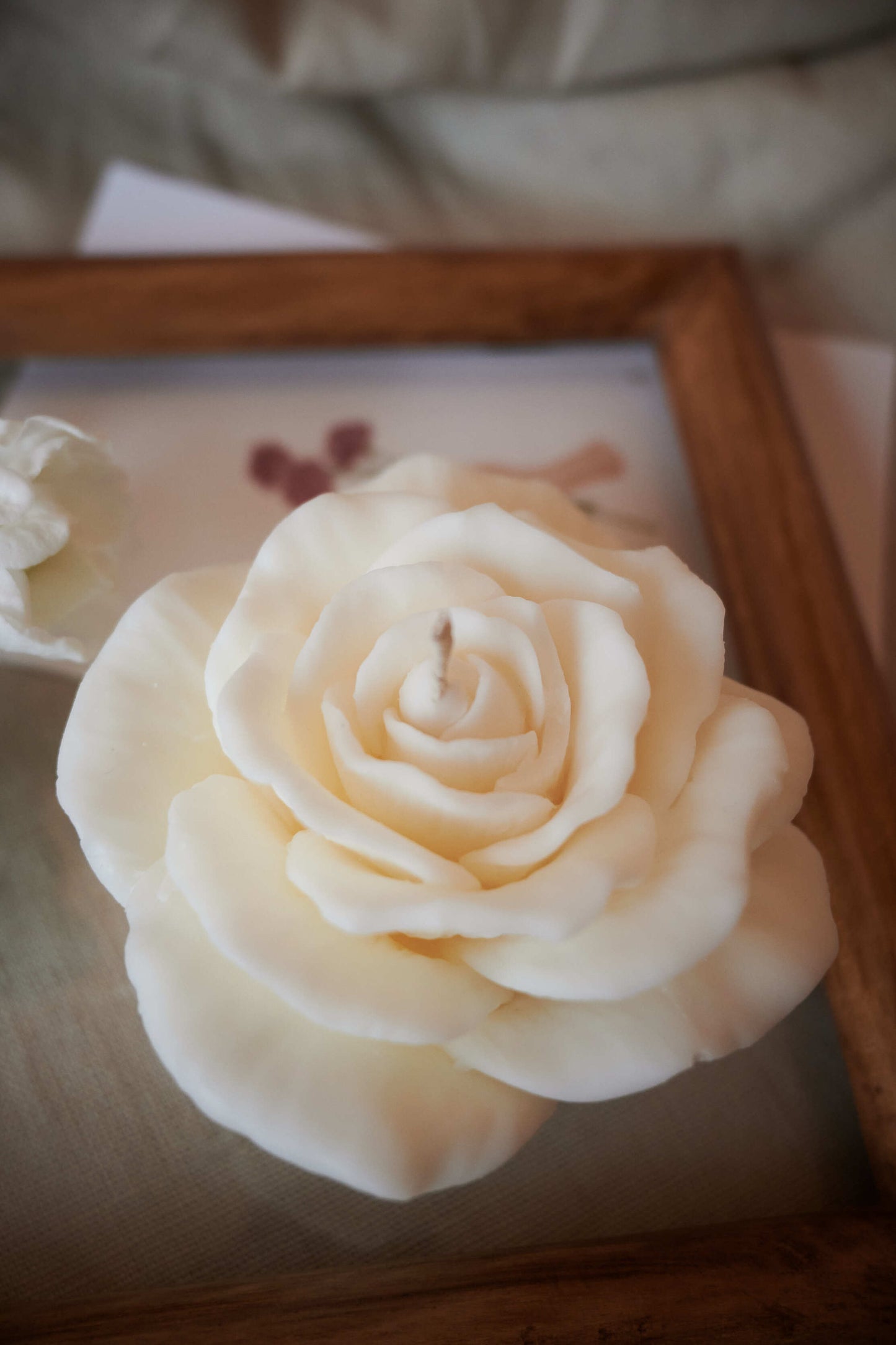 Élégant rose
