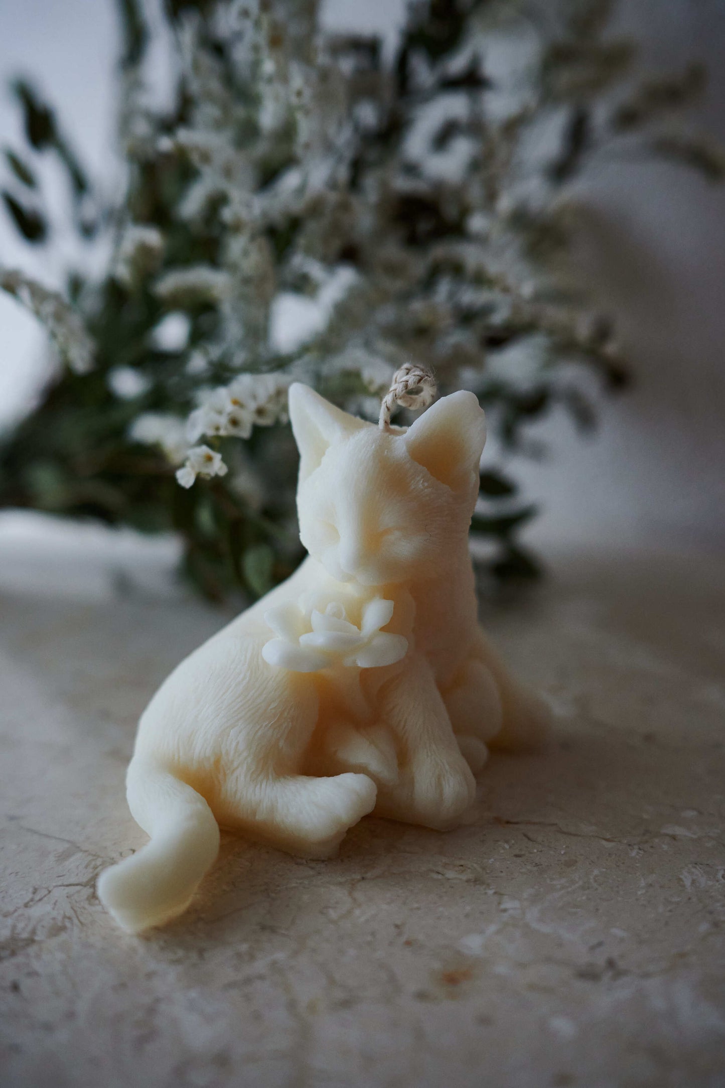 Chat blanc