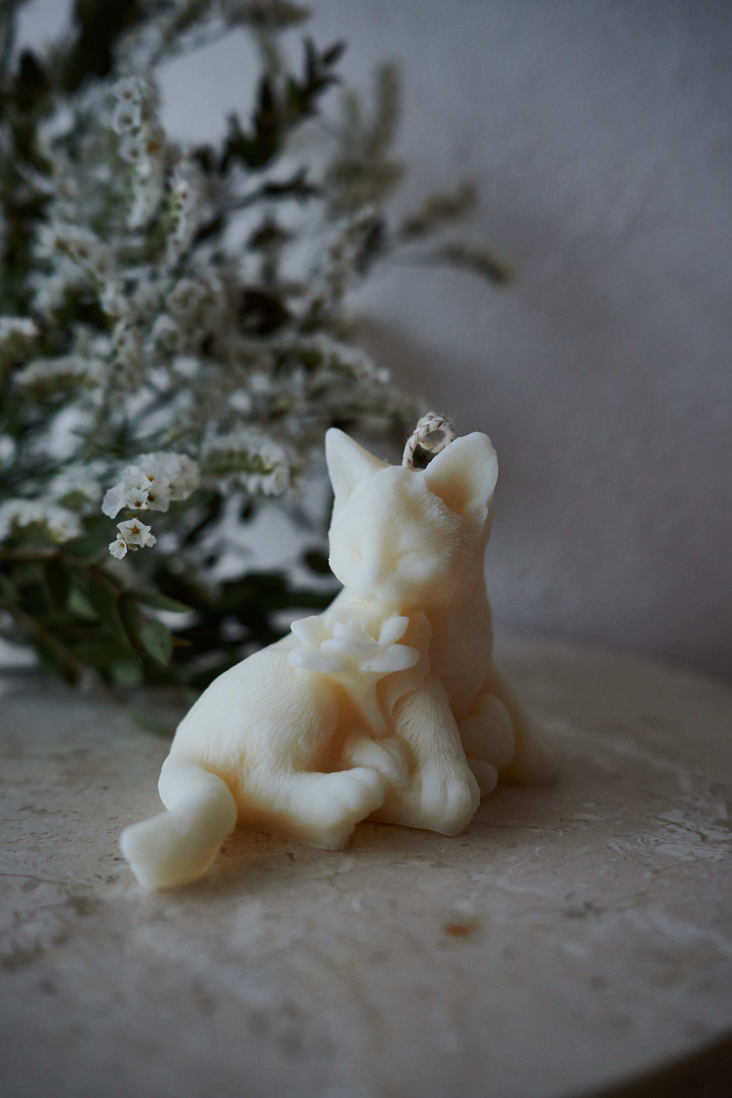 Chat blanc