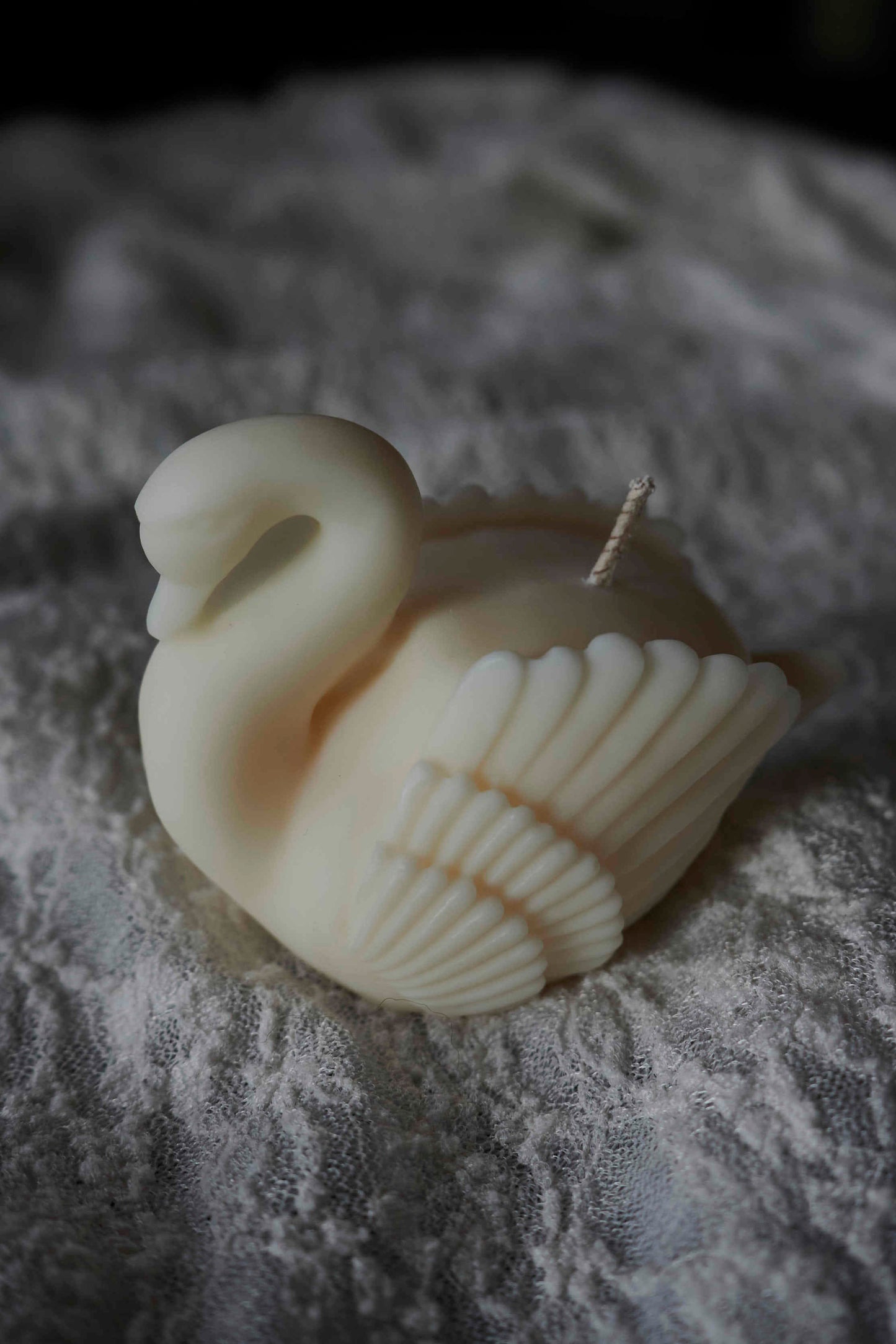 Cygne