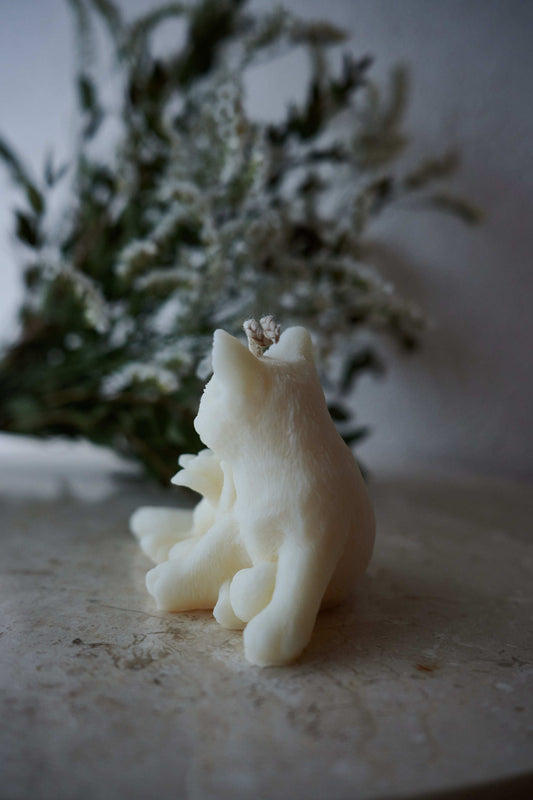 Chat blanc