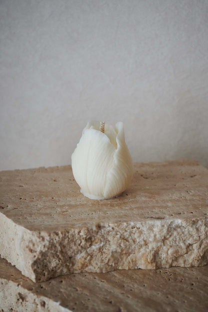 Tulipe