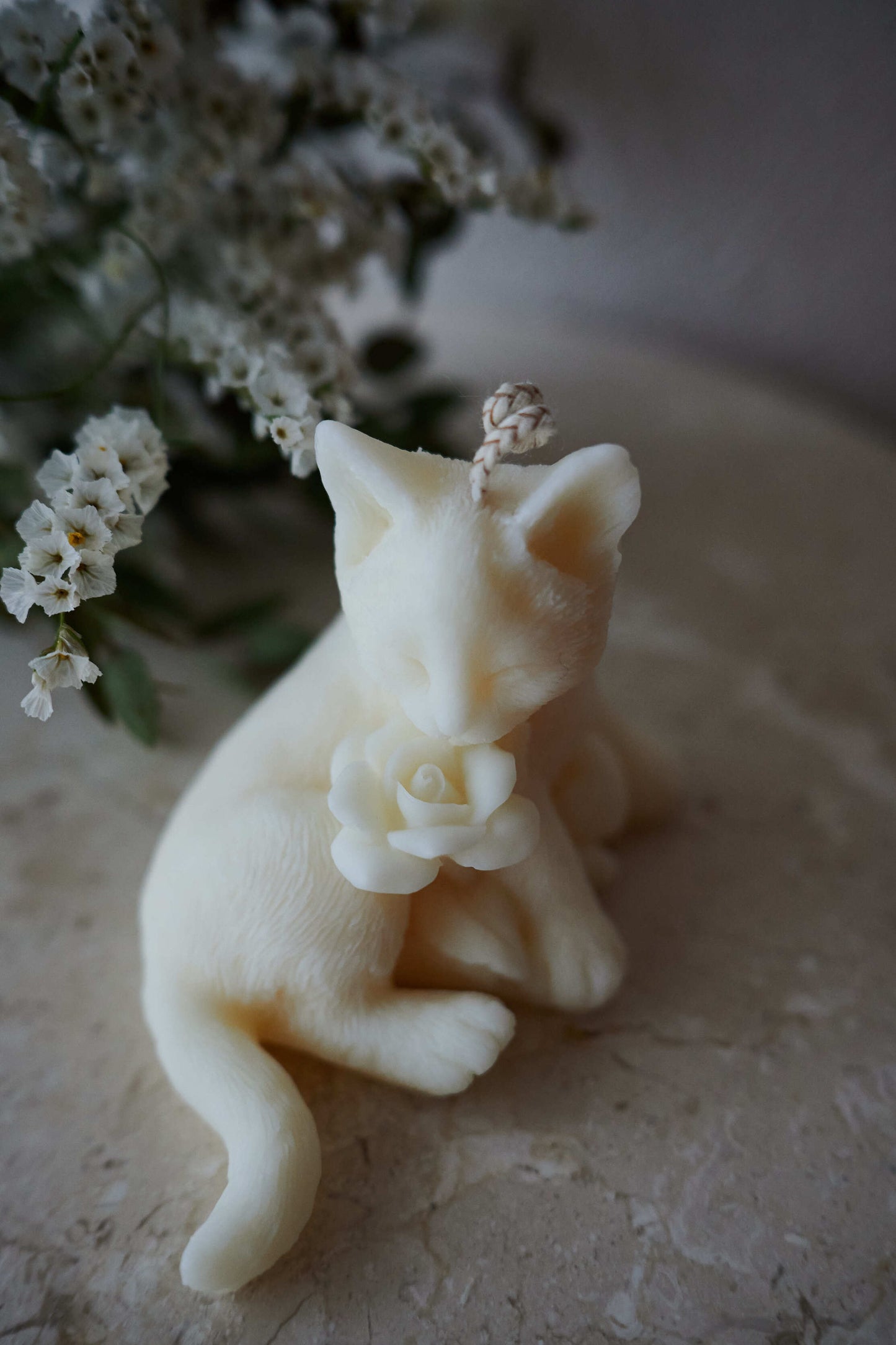 Chat blanc