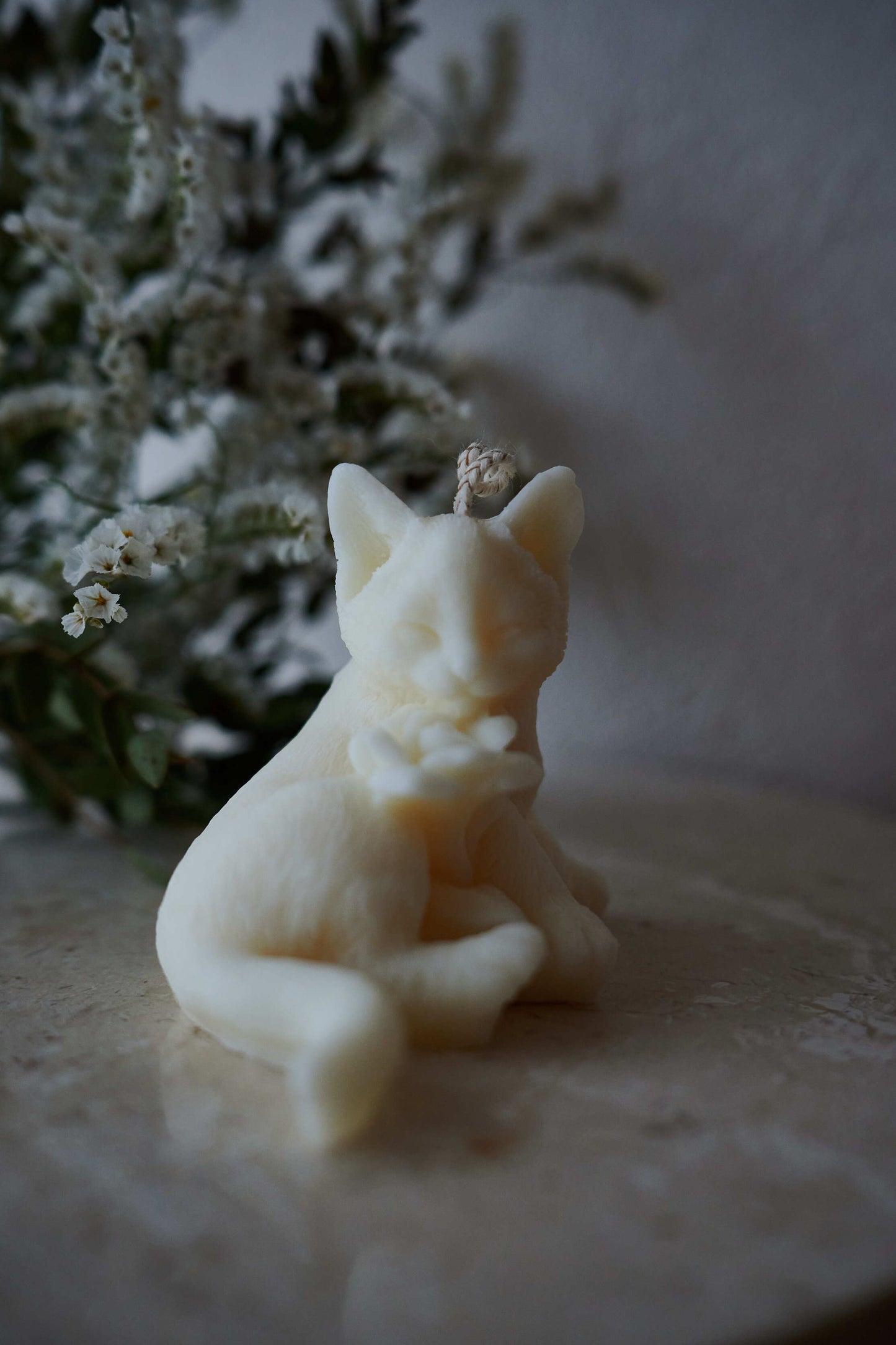 Chat blanc